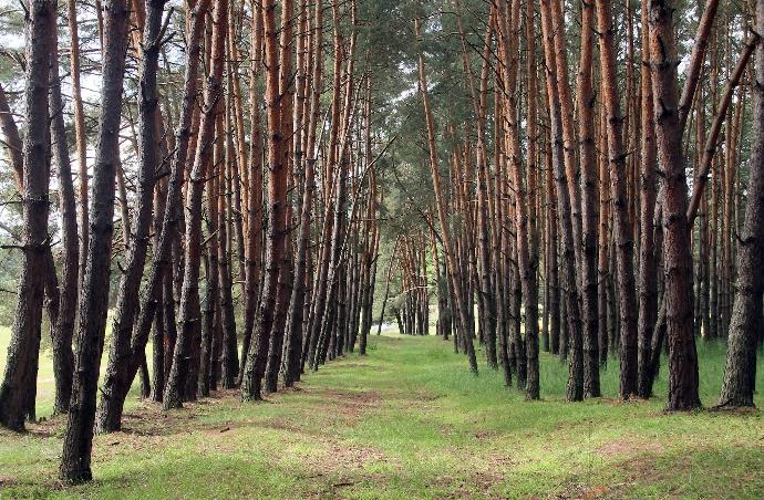 a path through a grove of trees in a forest